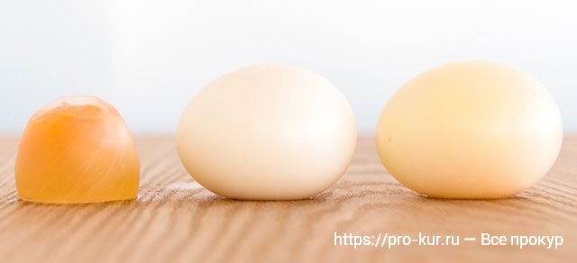 Причины тонкой скорлупы у куриных яиц и методы борьбы