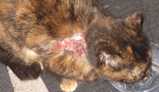 Блошиный дерматит у кошки.