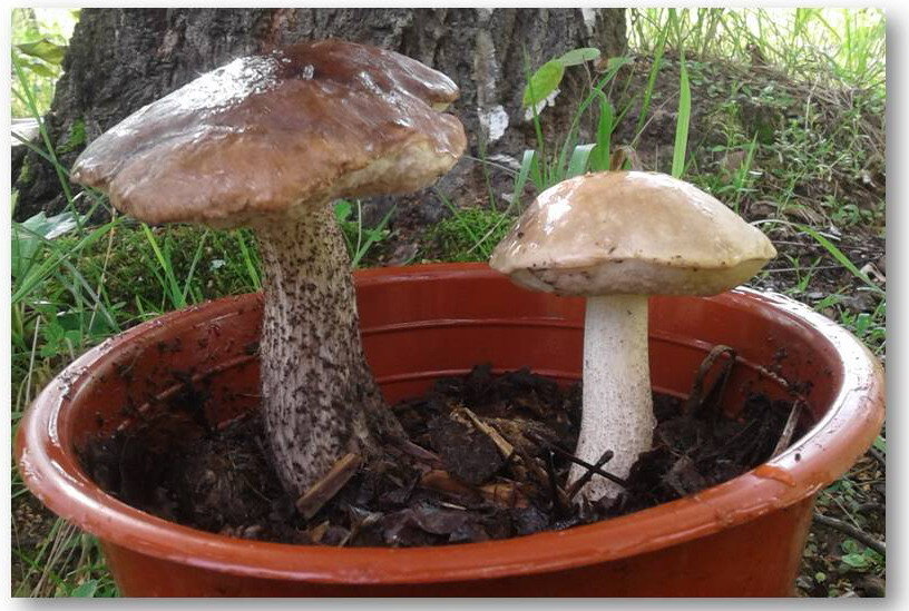 Подберёзовики в горшке