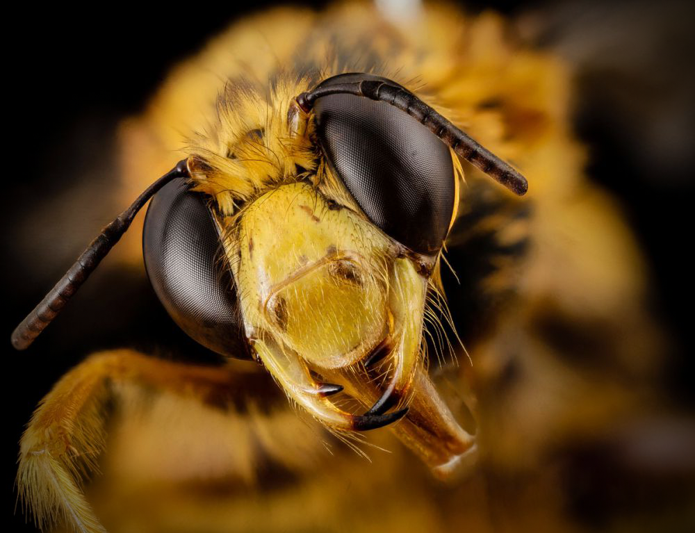 У-у-у, какое фото пчелы? Или нет?