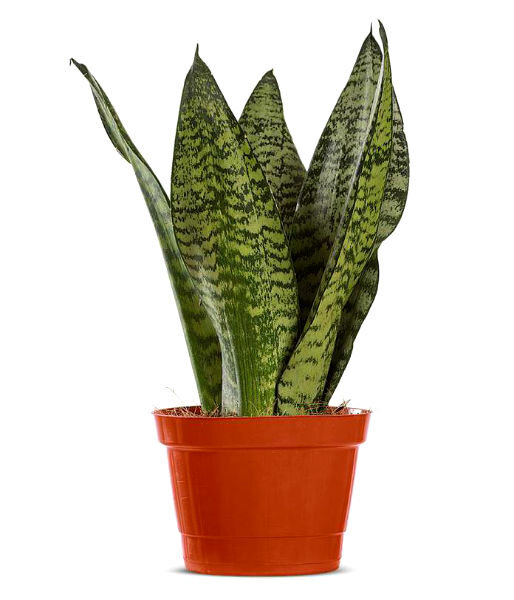 Щучий хвост