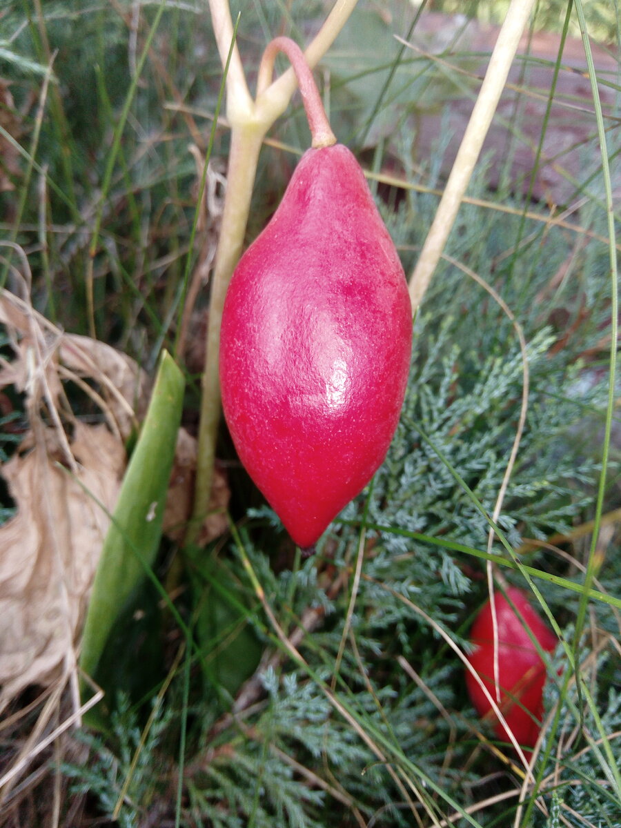 Плод подофиллума