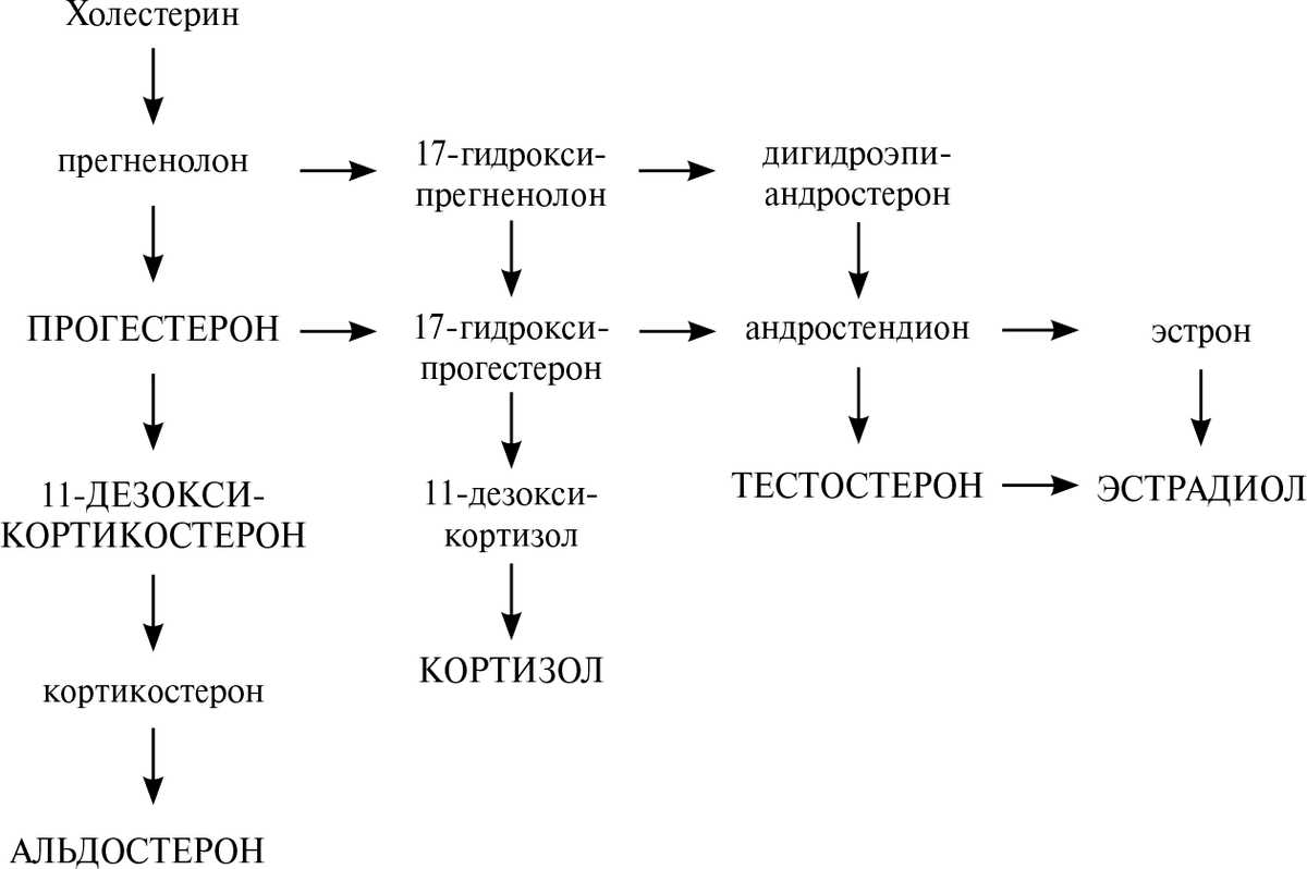 Схема синтеза гормонов для любопытных ;)