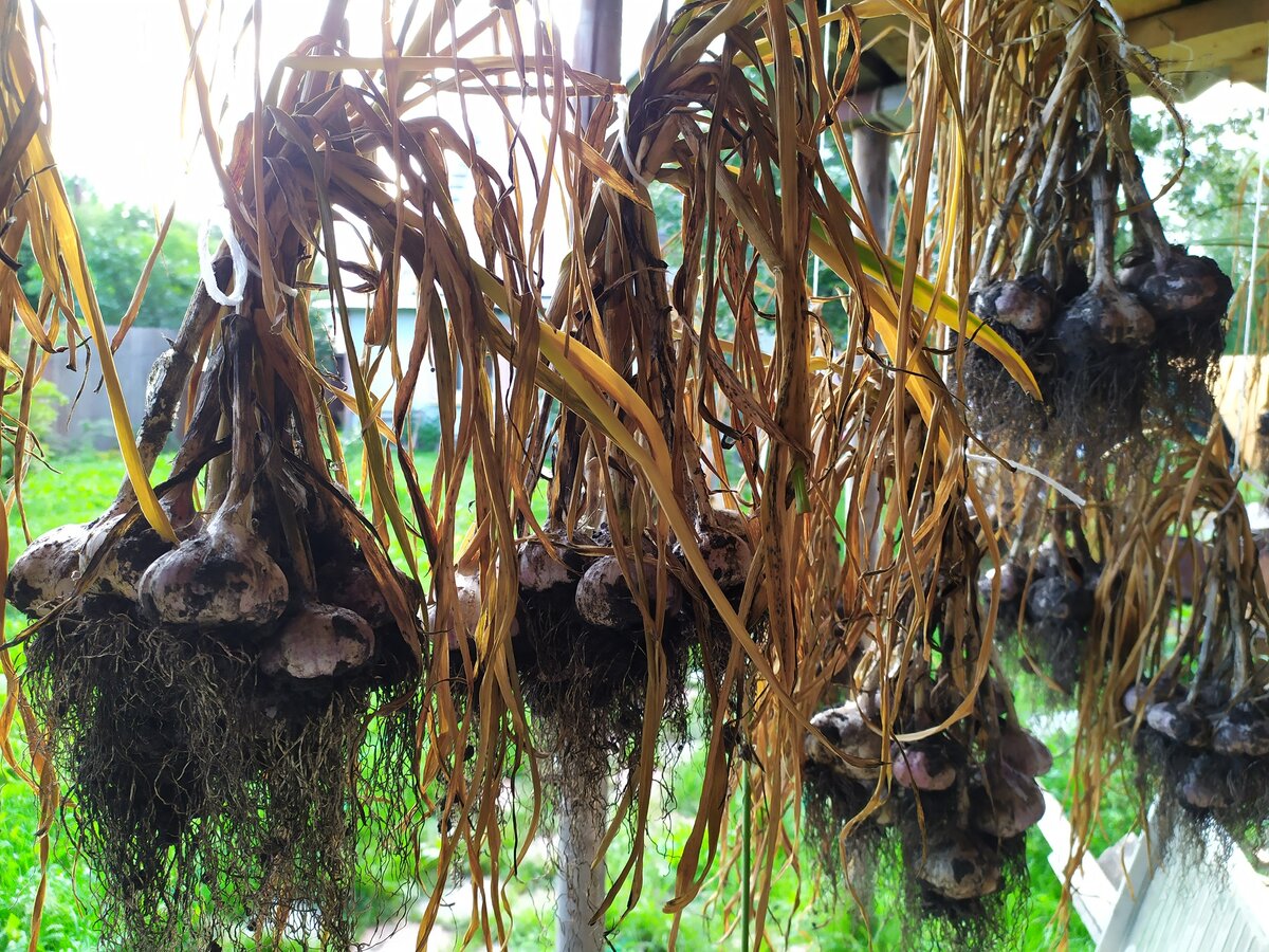 Сушится чеснок