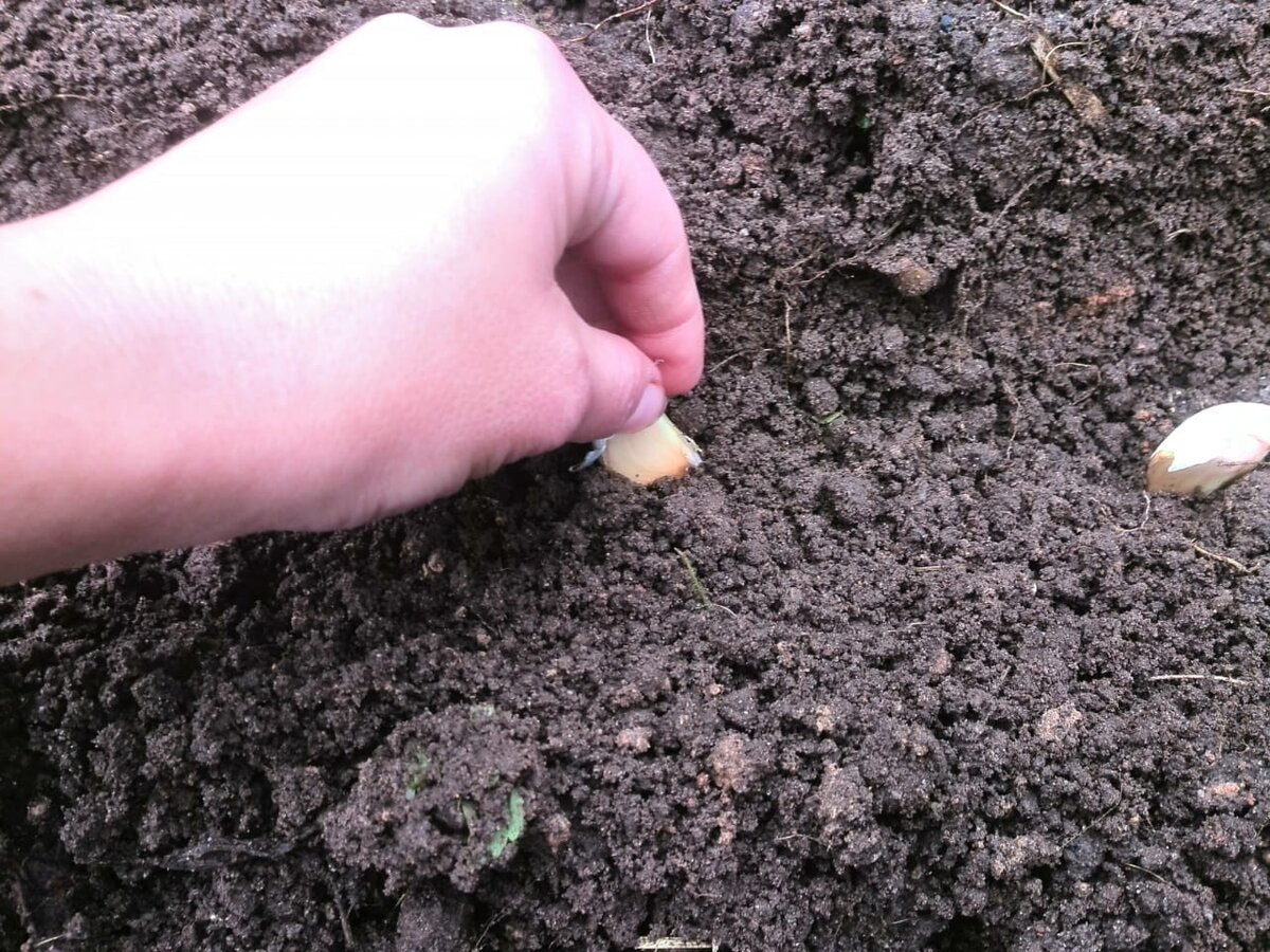 Посадка чеснока под зиму.