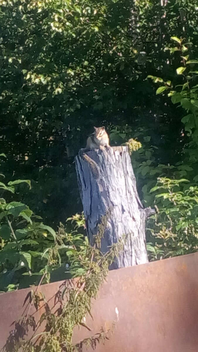 позирует на камеру негодник