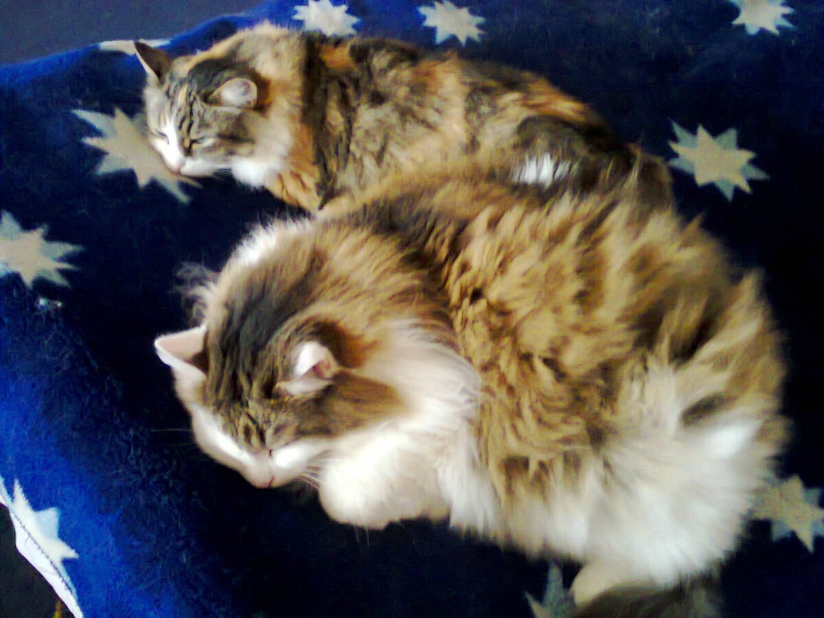 -Любим мы с моей подружкой спать у хоз-ов на подушках...  Фото из личного архива автора.