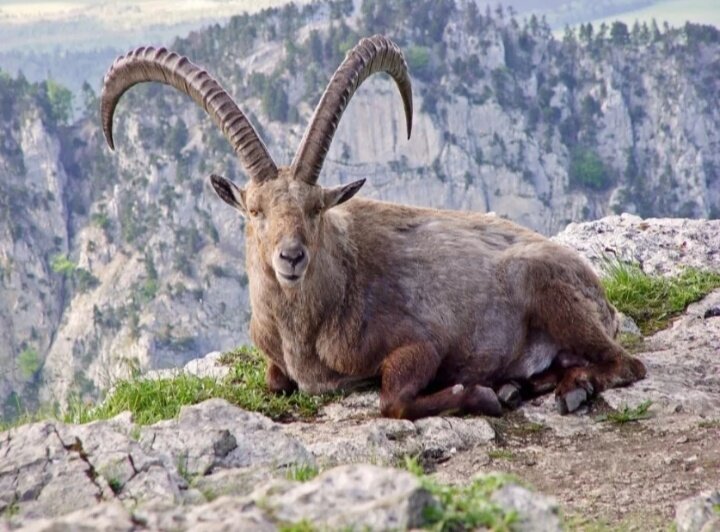 Букардо,  или подвид Пиренейского козла. 