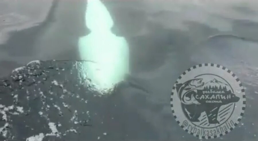 Кадры из видео Instagram-аккаунт: «Рыбалка Сахалин»