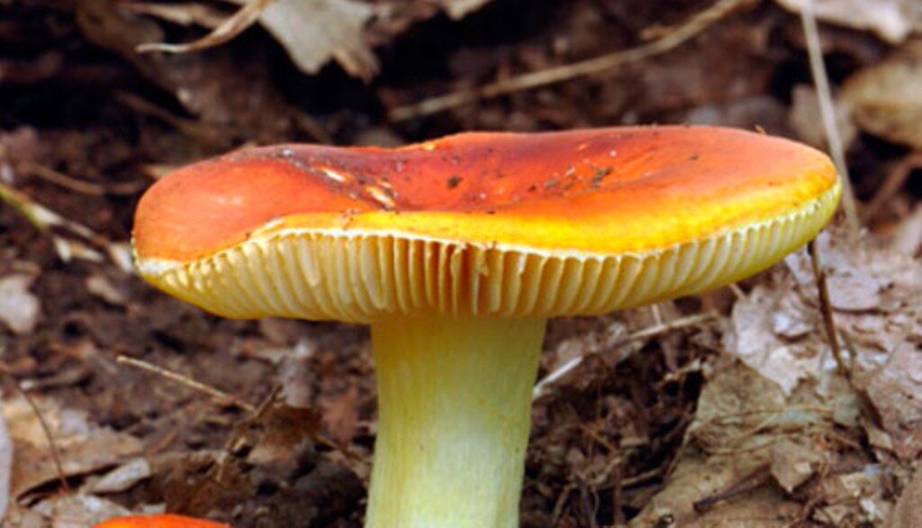 СЫРОЕЖКА ЗОЛОТИСТАЯ