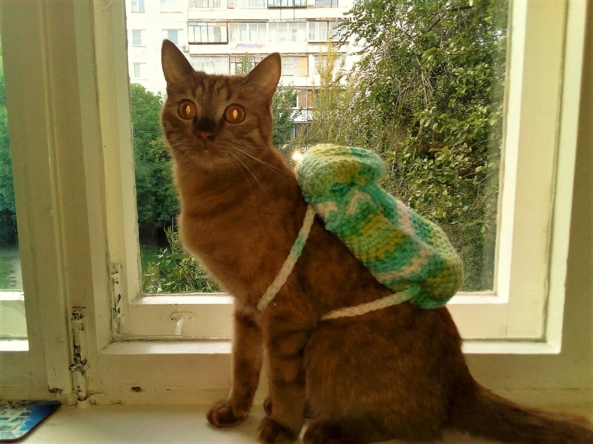 Вязать хотела рюкзак, связала рюкзачок для внучки, надела на кота и со смеху чуть животики не надорвала, глядя на его удивлённое "лицо"