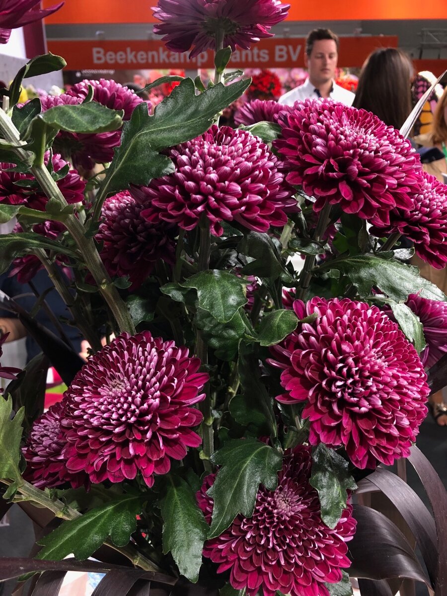 Одноголовая хризантема