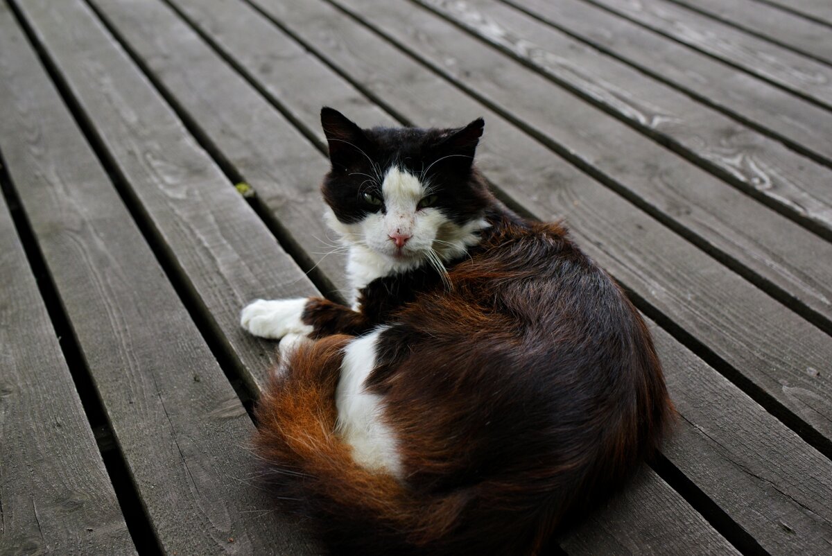 Заругался, что мы ему мешаем быть достопримечательностью