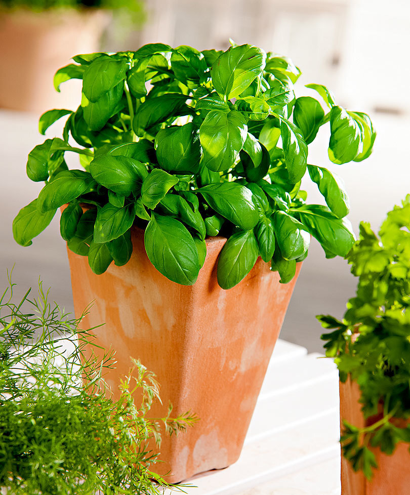 Фото из поисковой системы Яндекс