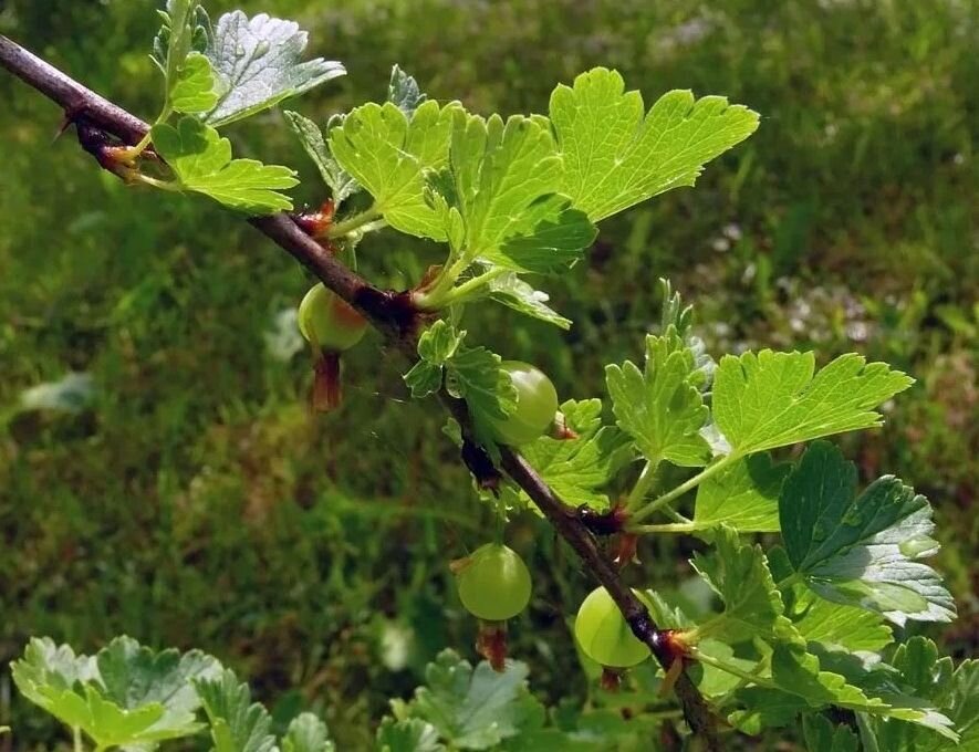 Фото tapeciarnia.pl