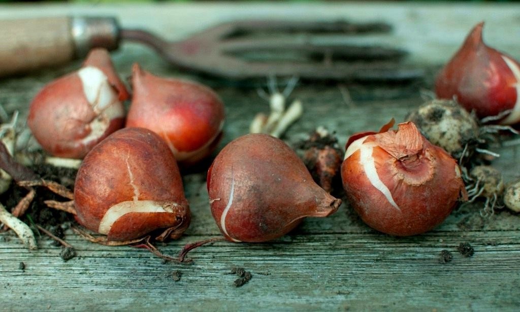 Луковицы тюльпанов