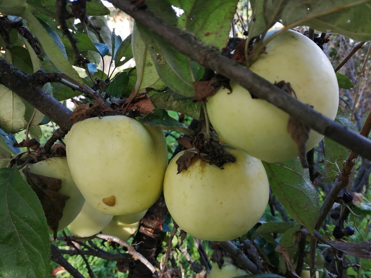 Соседи претендуют на яблоки на чужом участке, потому что яблоню сажал их родственник