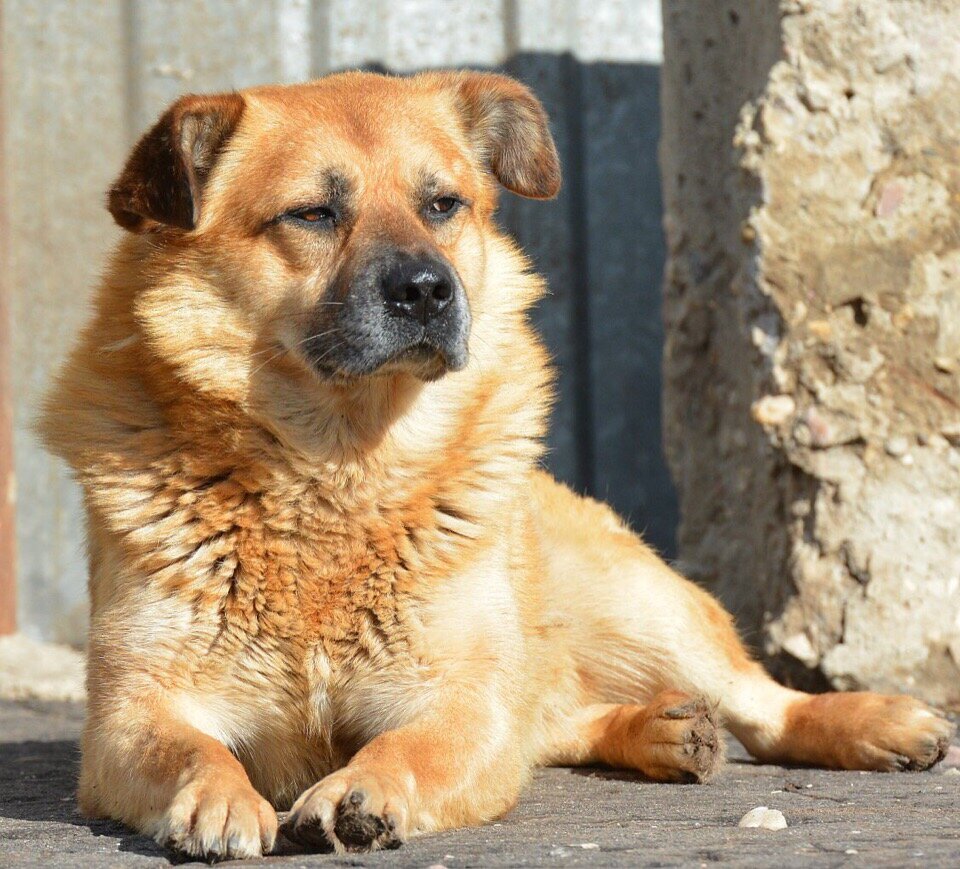 Красавец Ватсон