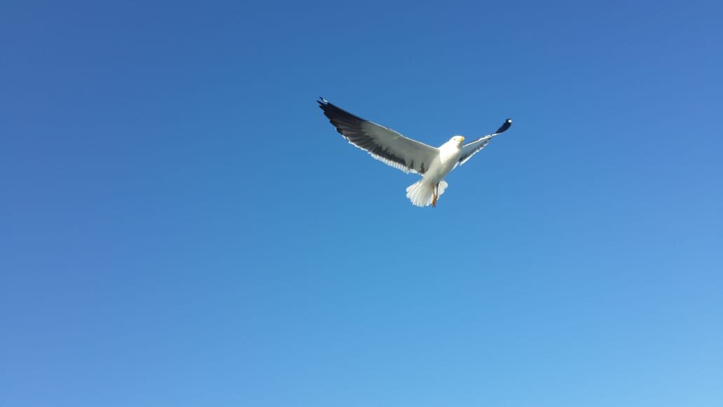 День без телефона. Можно поднять голову и увидеть...