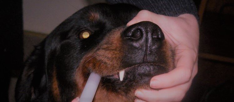 Смесь воды и перекиси водорода можно вливать собаке в горло не более 2-3 раз