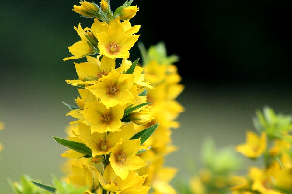 https://cdn.pixabay.com/photo/2018/05/06/04/14/loosestrife-3377875_960_720.jpg