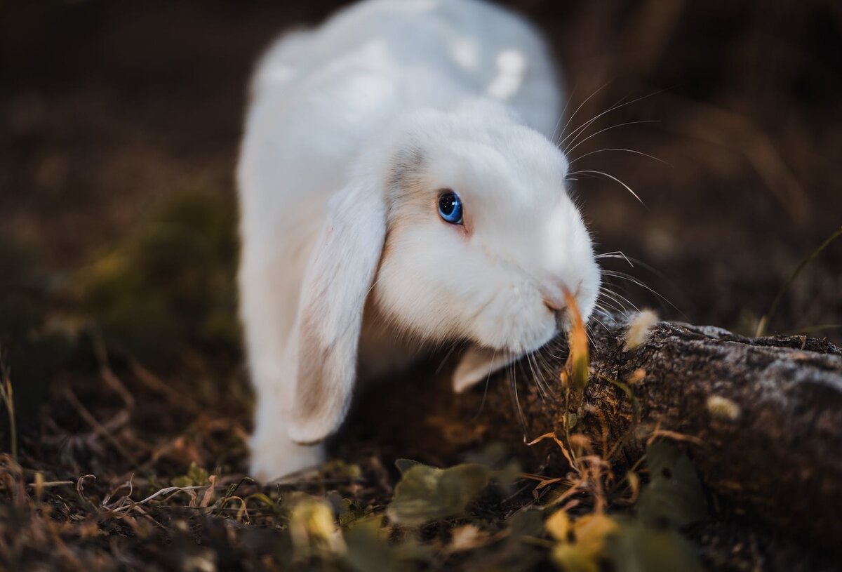 https://www.pexels.com/photo/selective-focus-photography-of-white-rabbit-1510544/