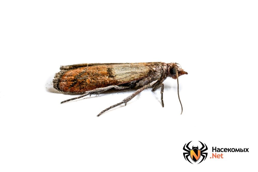 Пищевая моль