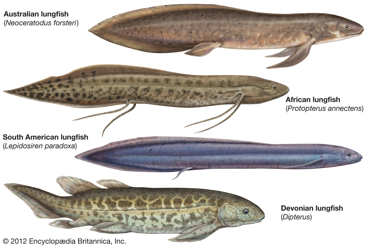 https://cdn.britannica.com/80/55080-050-B63ED651/fossil-forms-Dipnoi-fishes.jpg