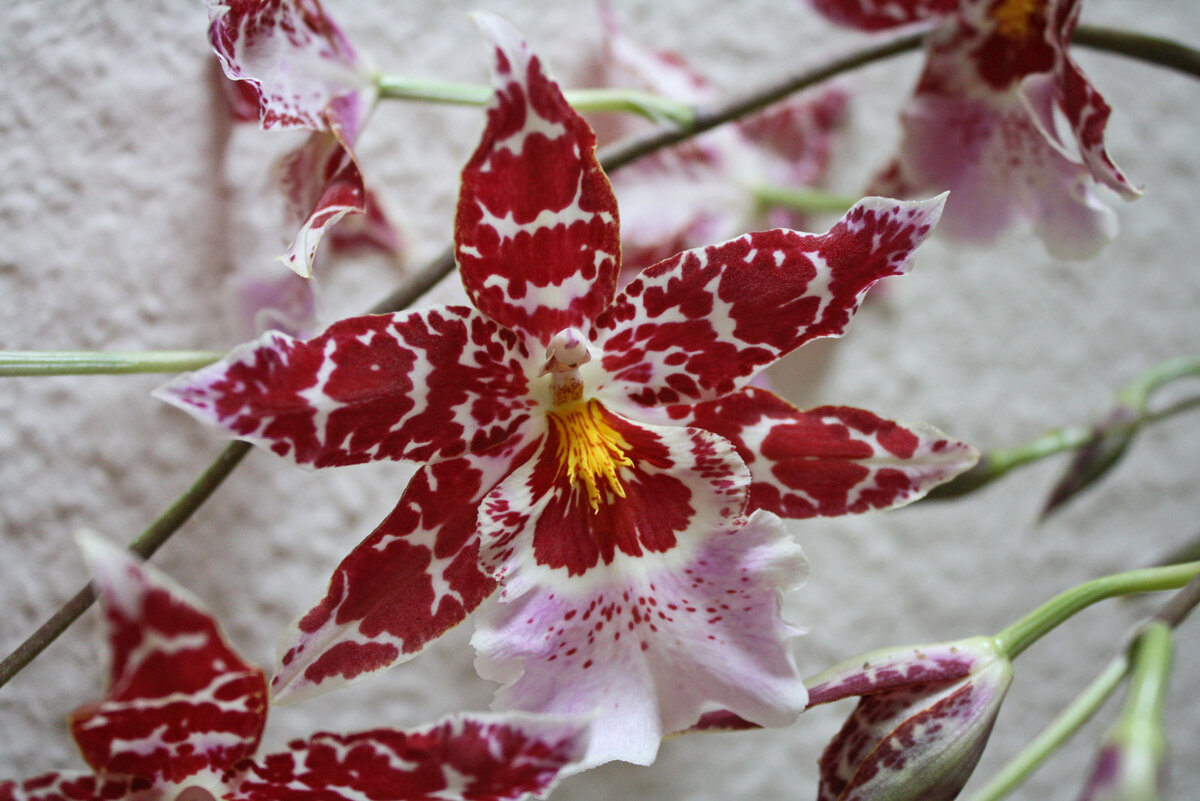Орхидеи : Орхидея Камбрия Буррагеара Лацио