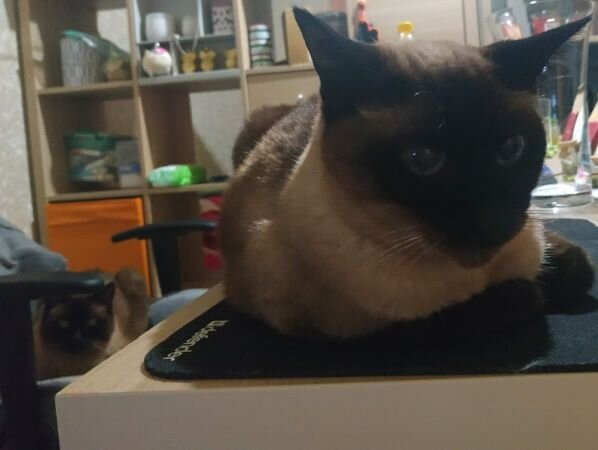 Игра "найди кота"