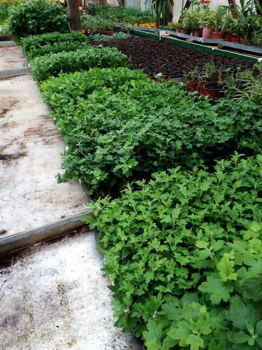 Черенки хризантем в кассетах