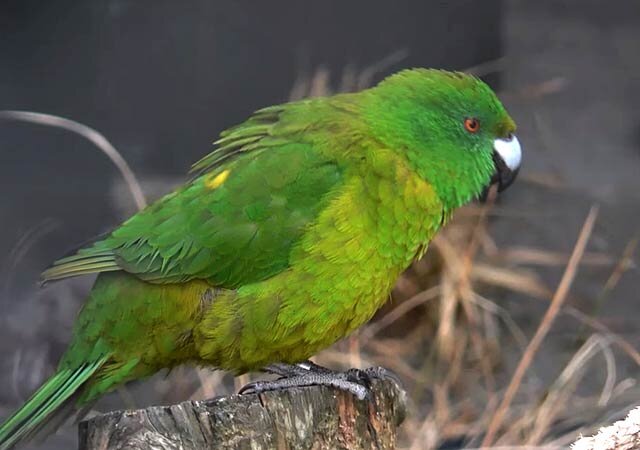 Источник фото: Википедия