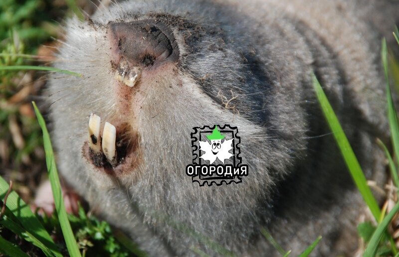 Вот такой большой серый и страшный слепыш