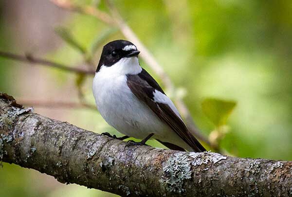 Фотокаталог птиц: Мухоловка-пеструшка (Ficedula hypoleuca)