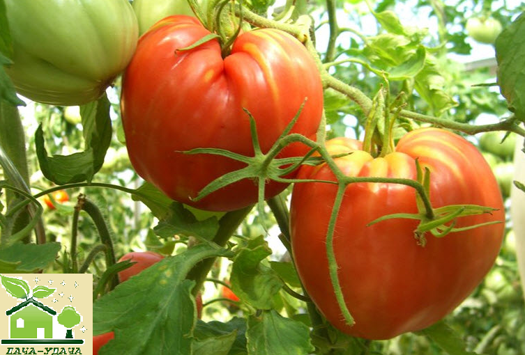 ТОМАТ КАРДИНАЛ