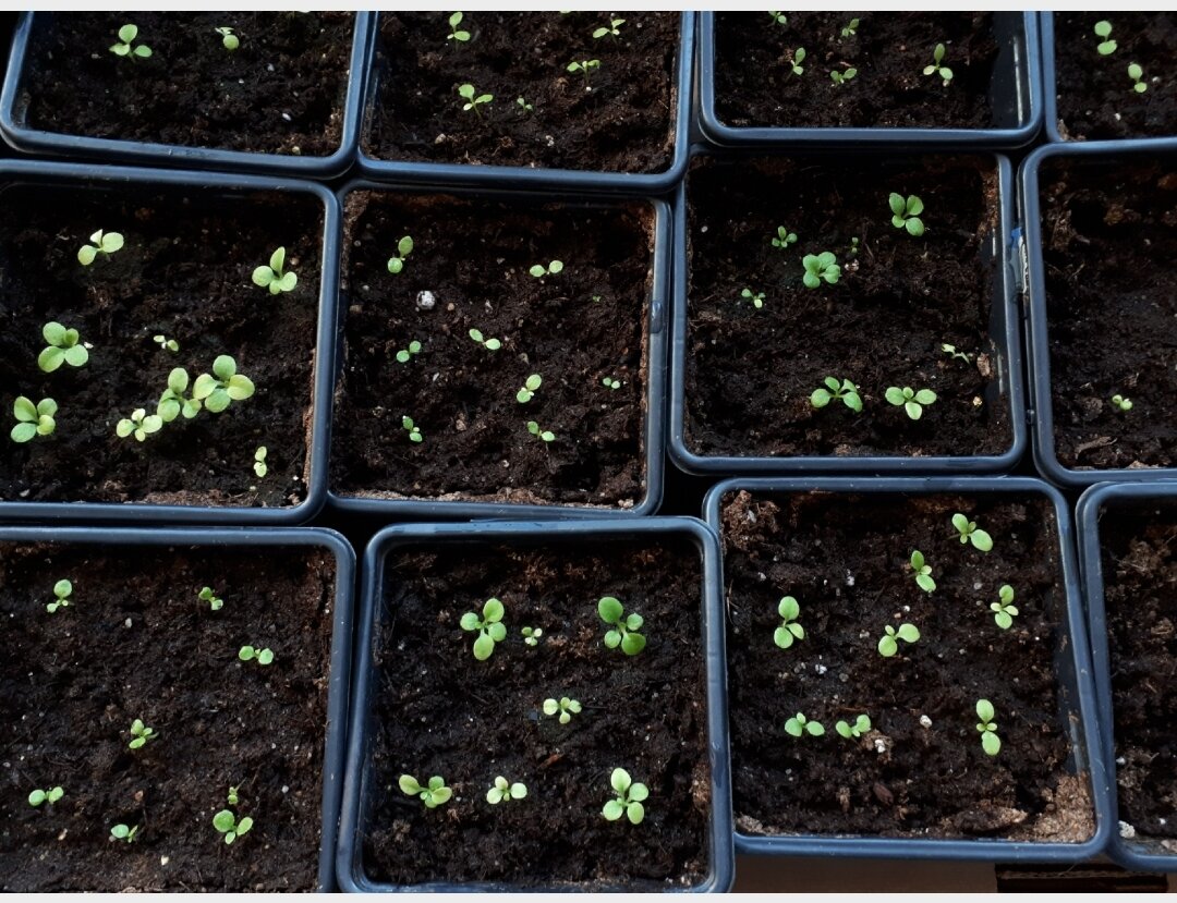 маттиола двурогая рассада. петуния всходы рассада. всходы петунии. семена для рассады. всходы петуньи семена петунии.
