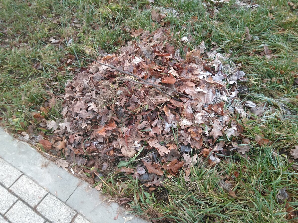 Кучка листьев.