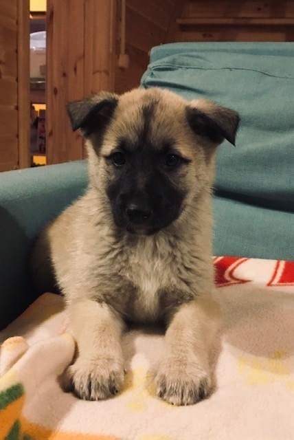 Единственный светлый щенок, мальчик овчаристого типа.