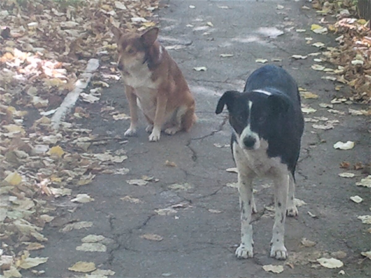 Джуля и Рыжий