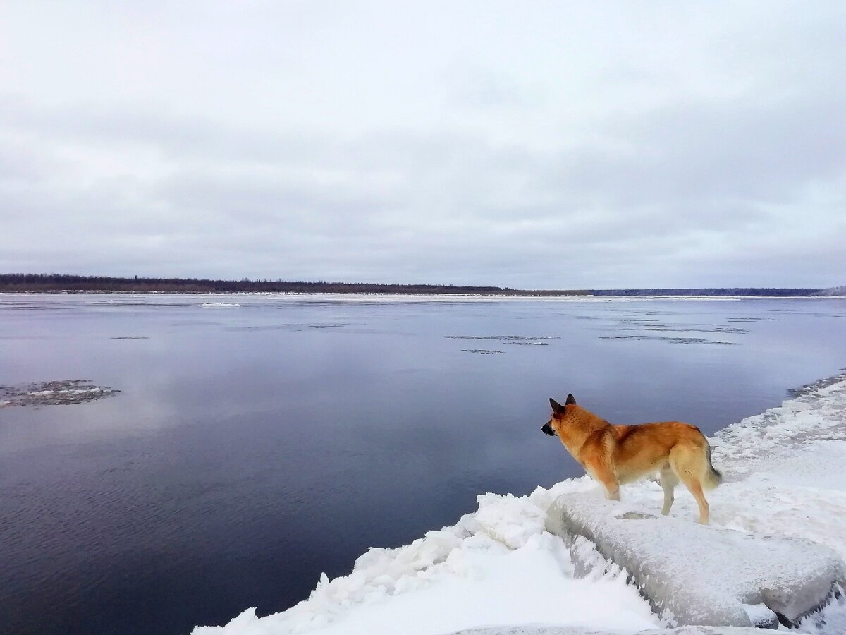 Ямал. Река Таз, сентябрь
