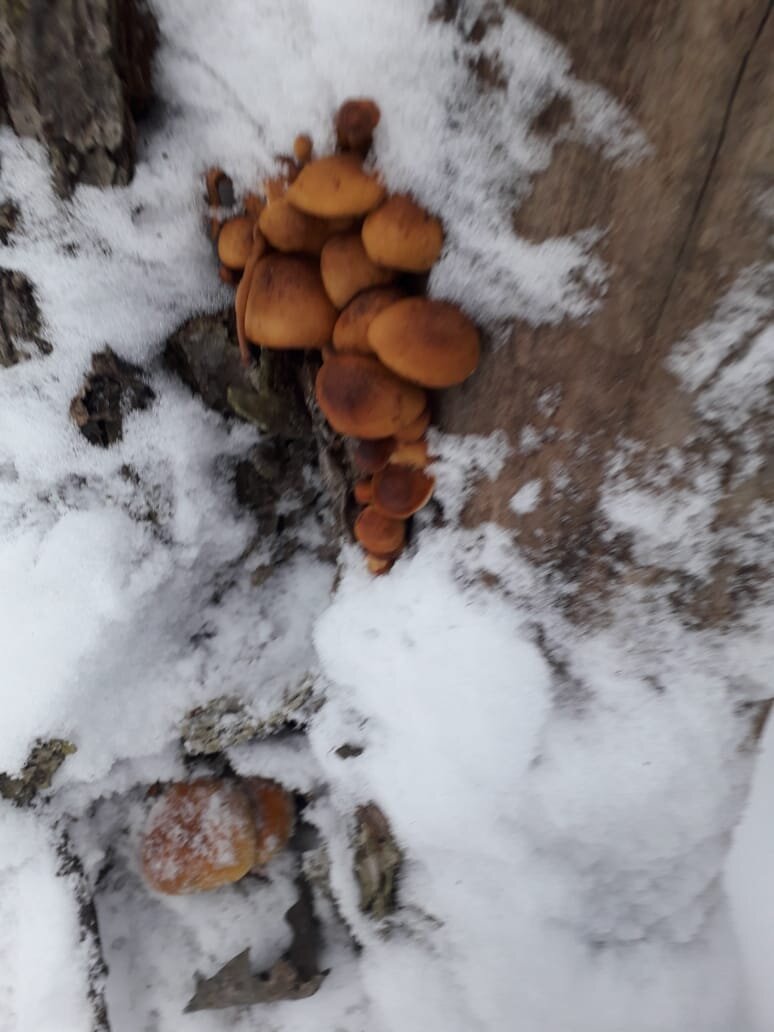 Зимние опята