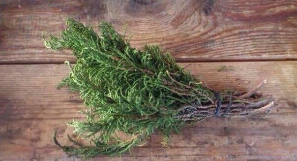 Артыш — можжевельник