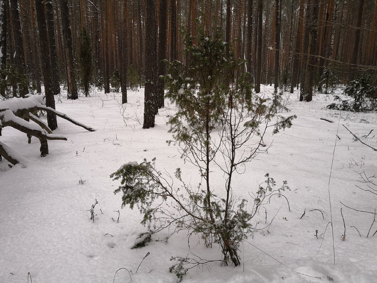 Зимний лес