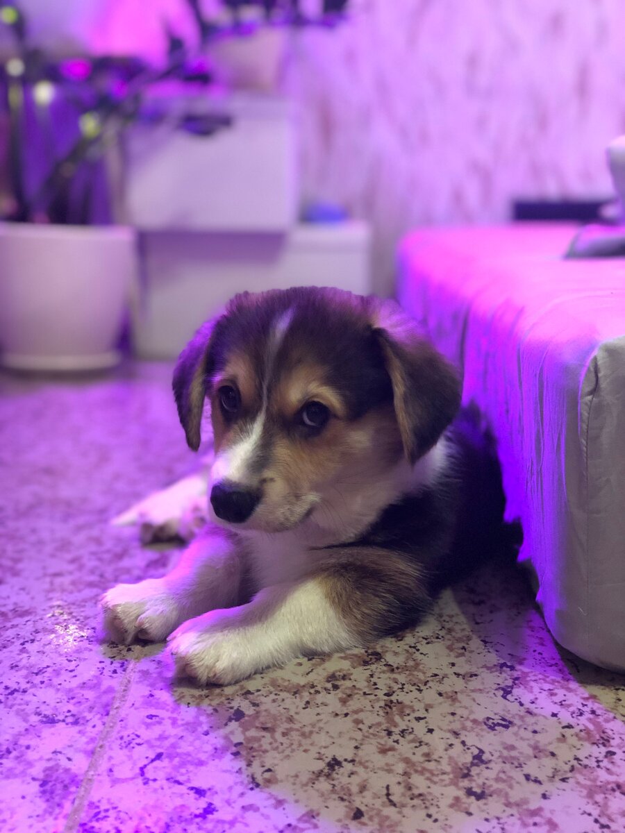 Мой маленький корги