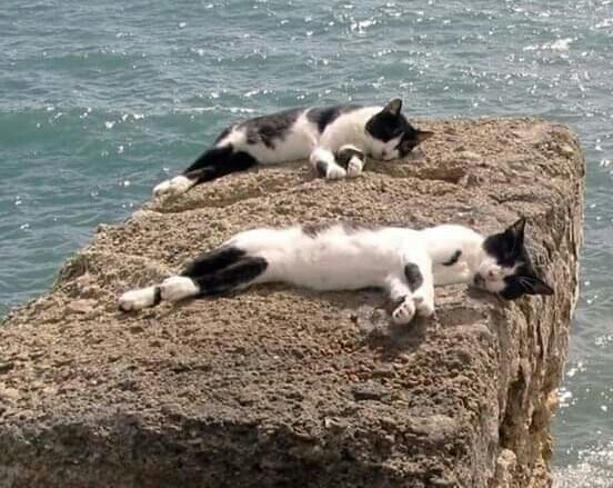 "Морские котики"