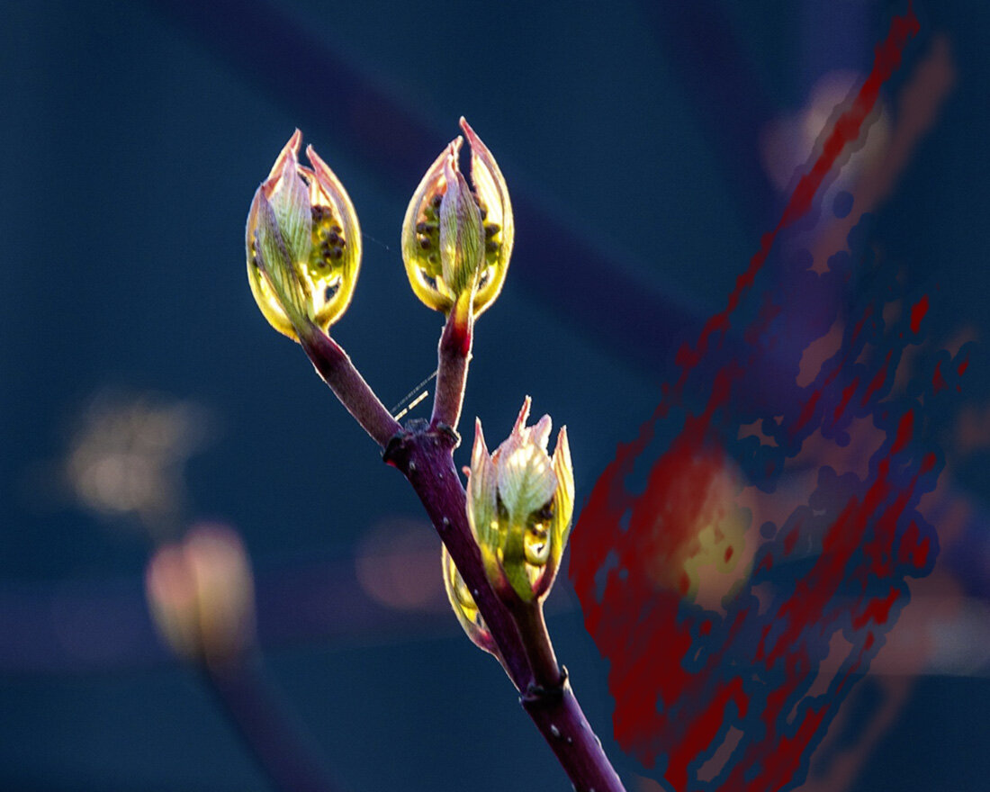 1. Изображение Evoet с сайта Pixabay 