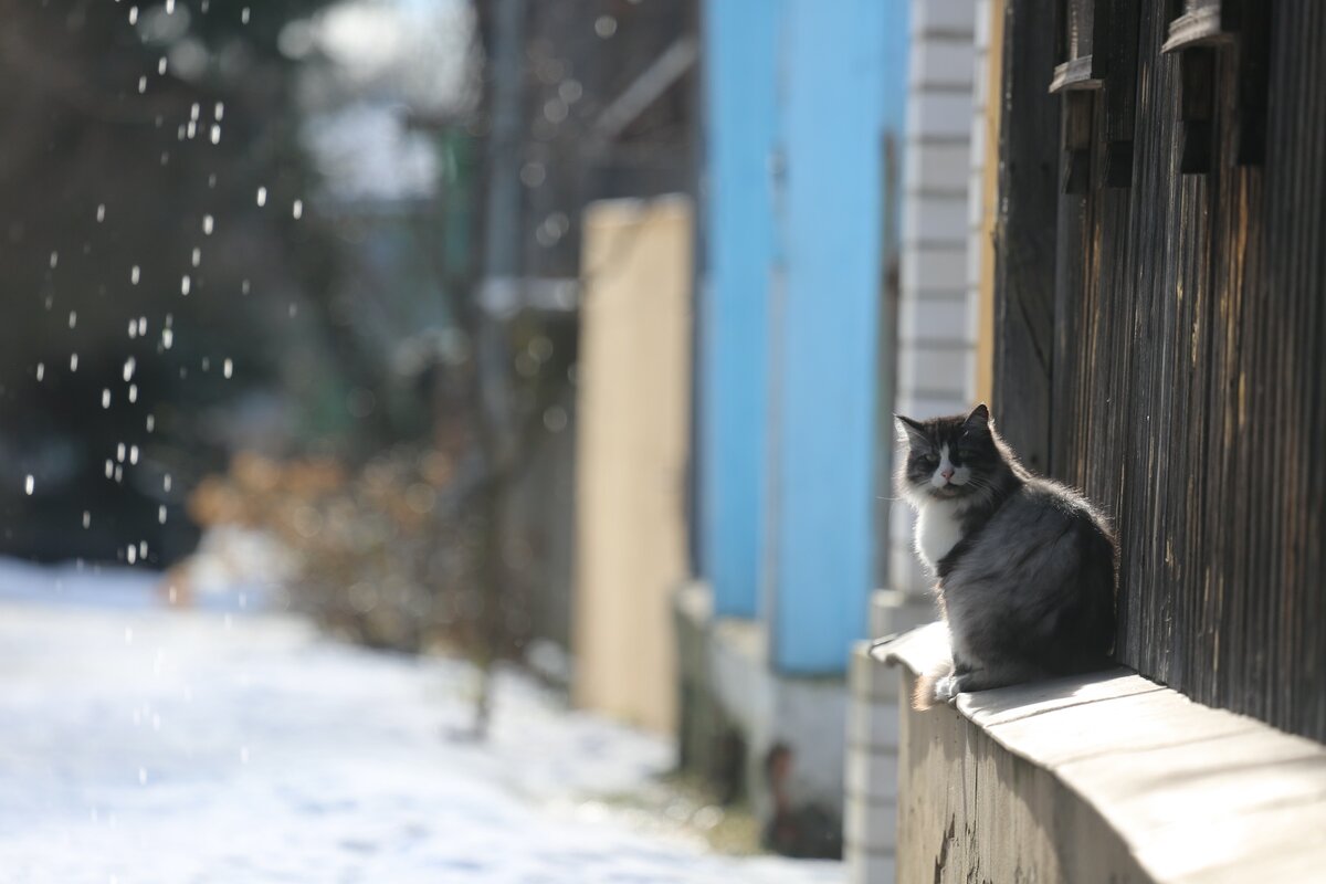 Пушистый житель в ожидании весны. Суздаль 2020.