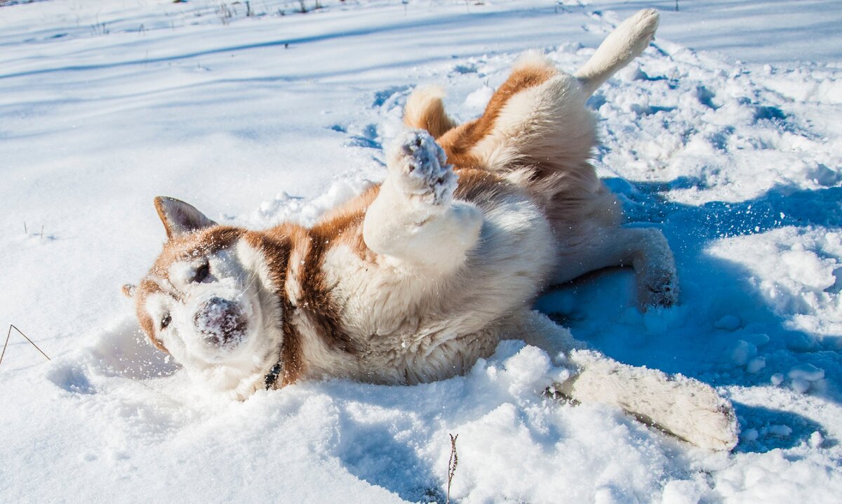 Собака сугроб. Собака радуется снегу. Животные радуются снегу. Валяться в снегу.