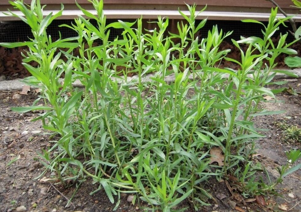 Вот такие кусты будут уже через две недели настоящего тепла