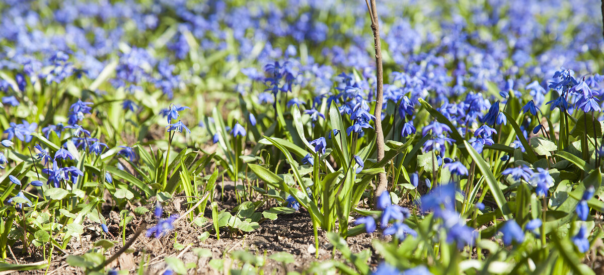 Первоцветы , это маленькое чудо, которое радует нас каждую весну. На фотографии - пролеска сибирская